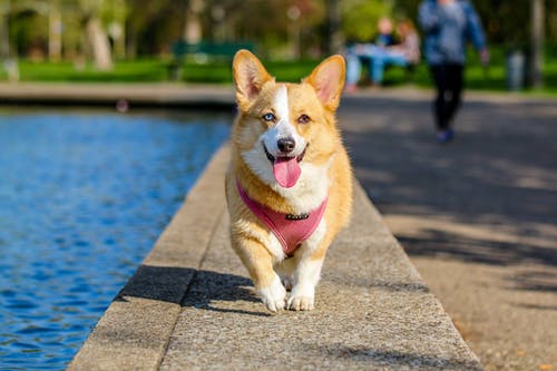 A Comprehensive Guide to Ultimate Pet Wellness