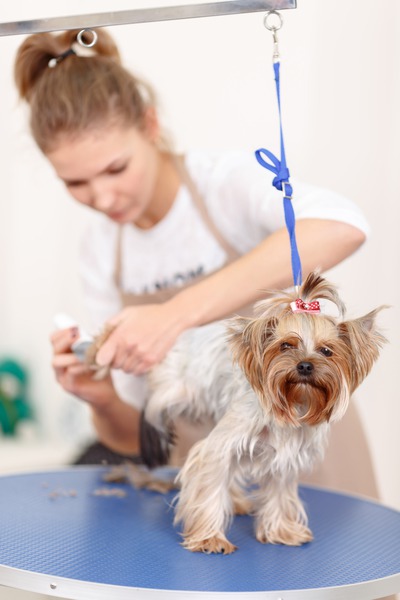 What Pets Are Suitable for Mobile Grooming Services?