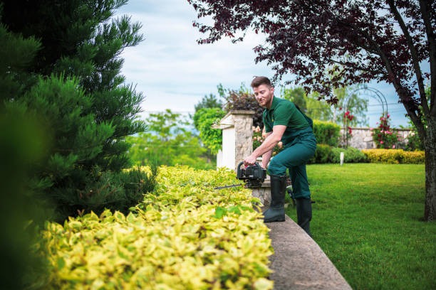 Choosing the Right Tree Service Company: A Comprehensive Guide